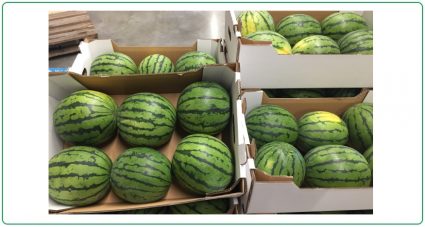 Badische Melonen aus dem Markgräflerland 2018