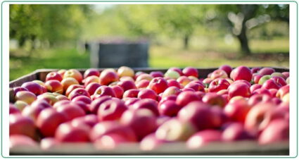 Badisches Trio bei merkur frucht