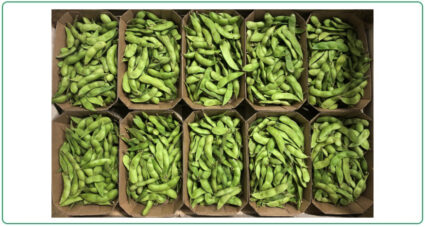 Edamame